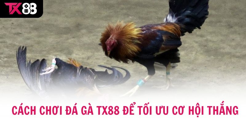 Cách chơi đá gà TX88 để tối ưu cơ hội thắng