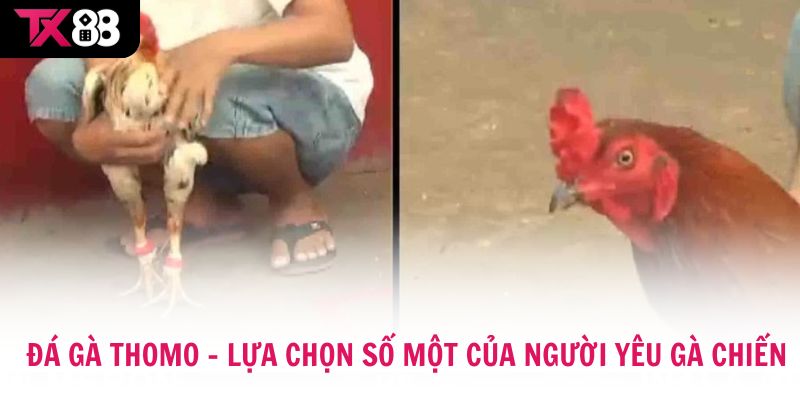 Đá Gà Thomo online đã trở thành lựa chọn số một của người yêu gà chiến